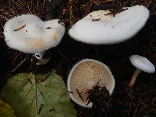 Bearded Seamine (Ripartites tricholoma), photo