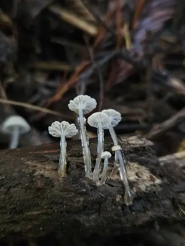 Dripping Bonnet (Roridomyces roridus), photo
