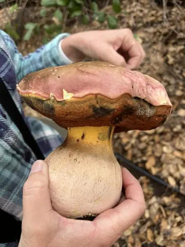 Alice Eastwood's Bolete (Rubroboletus eastwoodiae), photo