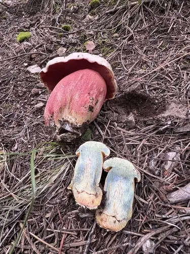 Mountain Satan's Bolete (Rubroboletus haematinus), photo