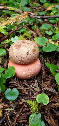 Red-Pored Bolete (Rubroboletus pulcherrimus), photo