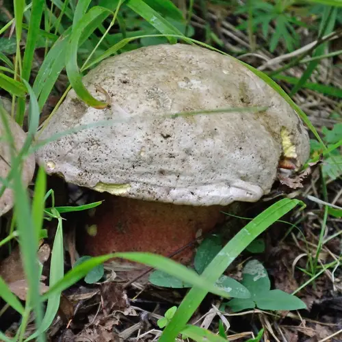 Devil's Bolete (Rubroboletus satanas), photo