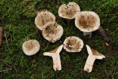 Blackening Russula (Russula adusta), photo