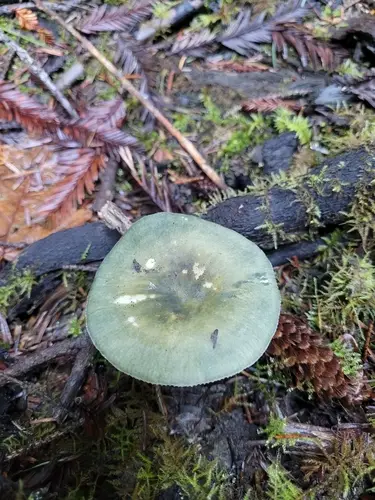 Green Brittlegill (Russula aeruginea), photo