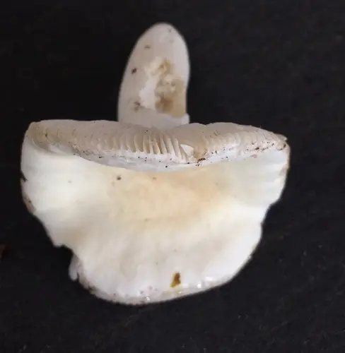 Brittlegills (Russula albidula), photo