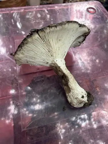 Blackening Russula (Russula albonigra), photo