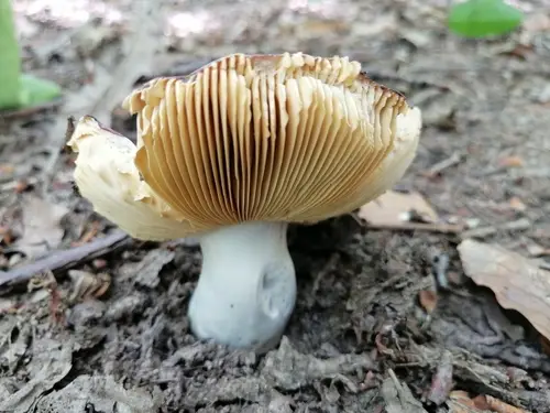 Russula alutacea (Russula alutacea), photo