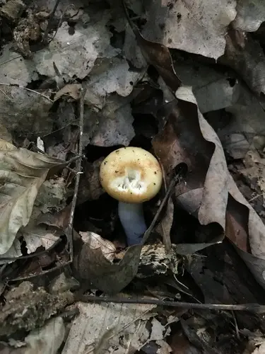 Russula amerorecondita (Russula amerorecondita), photo