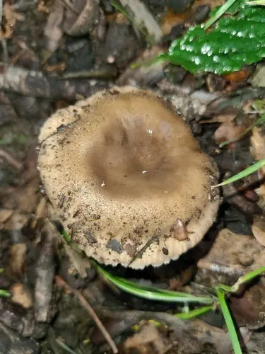 Camembert Brittlegill (Russula amoenolens), photo