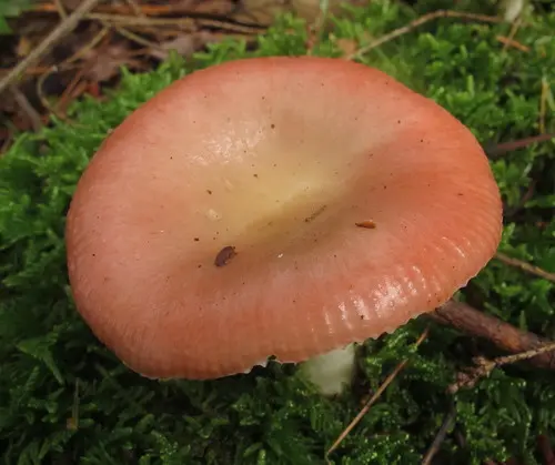 Red Swamp Brittlegill (Russula aquosa), photo