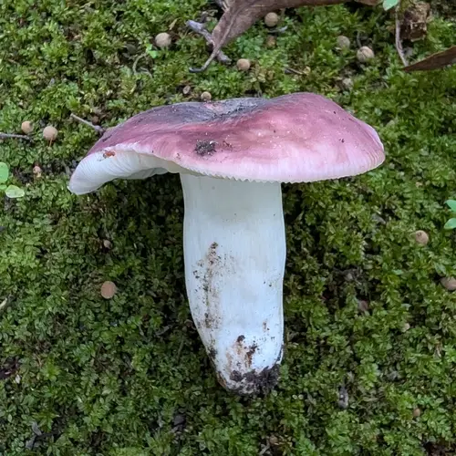 Blackish-Purple Russula (Russula atropurpurea), photo