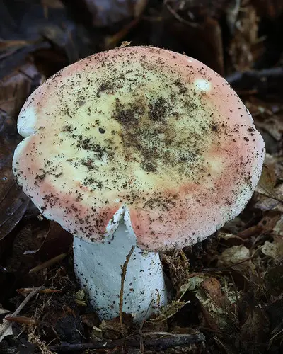 Dawn Brittlegill (Russula aurora), photo