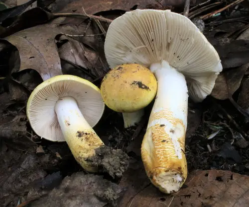 Russula ballouii (Russula ballouii), photo