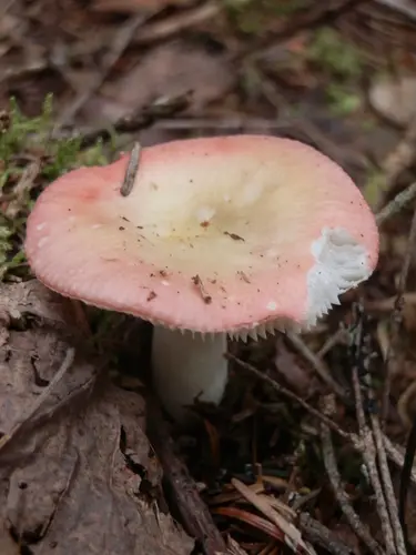 Russula bicolor (Russula bicolor), photo