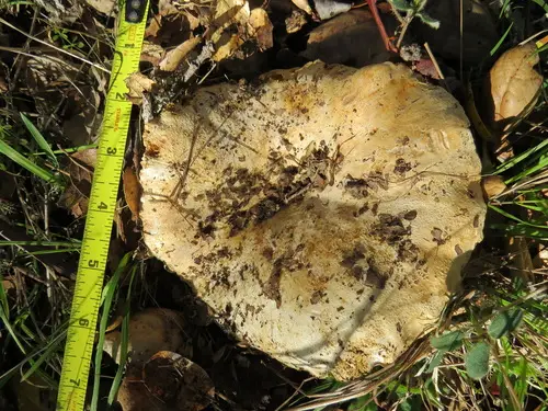 Short-Stemmed Russula (Russula brevipes), photo