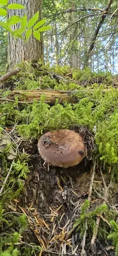 Russula brunneola (Russula brunneola), photo