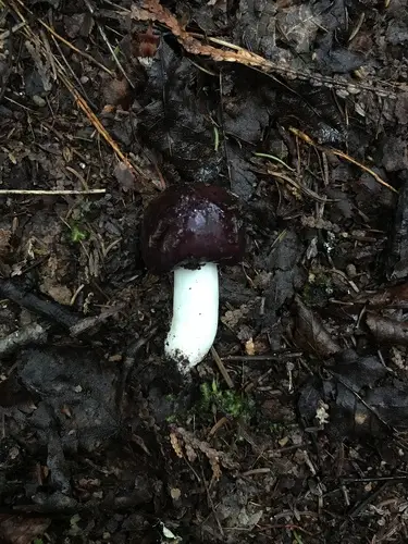 Russula brunneoviolacea (Russula brunneoviolacea), photo