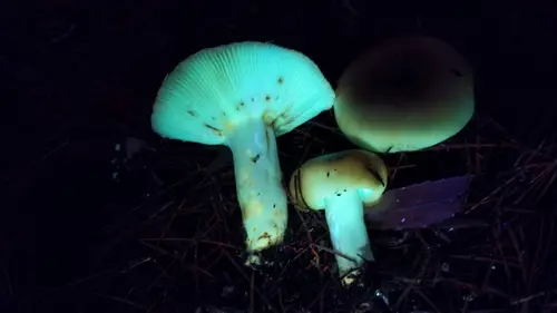 Pocket-Stalked Russula (Russula cerolens), photo