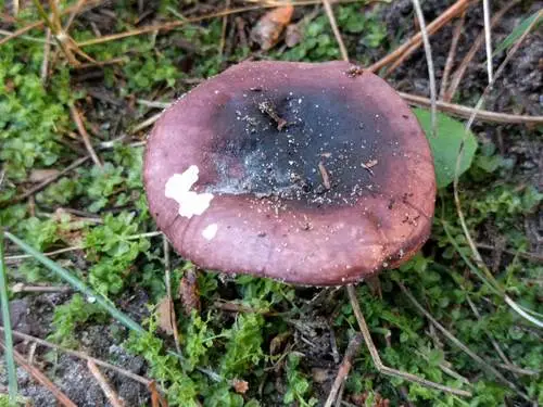 Tardy Brittlegill (Russula cessans), photo