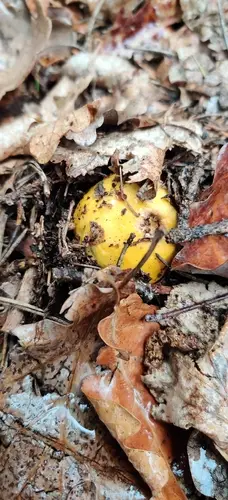 The Yellow Swamp Brittlegill (Russula claroflava), photo
