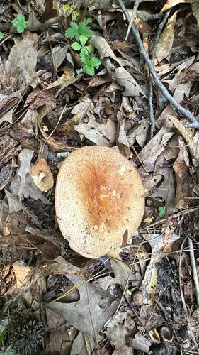 Firm Russula (Russula compacta), photo