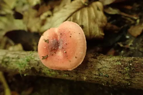 Russula corallina (Russula corallina), photo