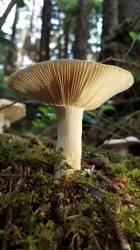 Russula crassotunicata (Russula crassotunicata), photo