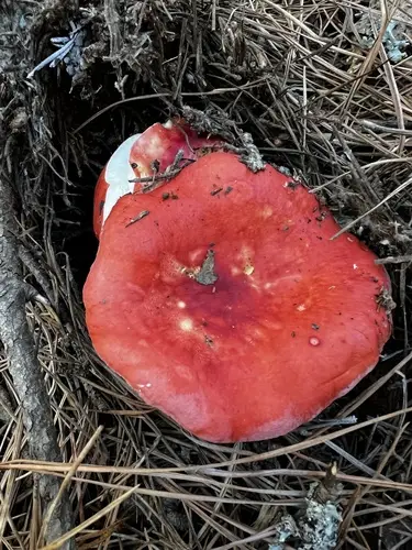 Winter Russula (Russula cremoricolor), photo