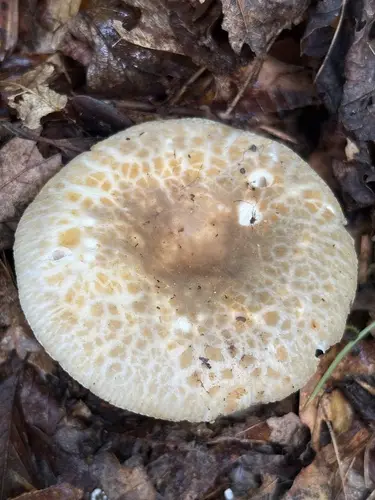 Green Quilt Russula (Russula crustosa), photo