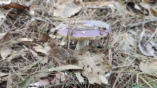Charcoal Burner (Russula cyanoxantha), photo