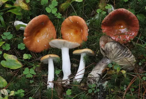 Copper Brittlegill (Russula decolorans), photo
