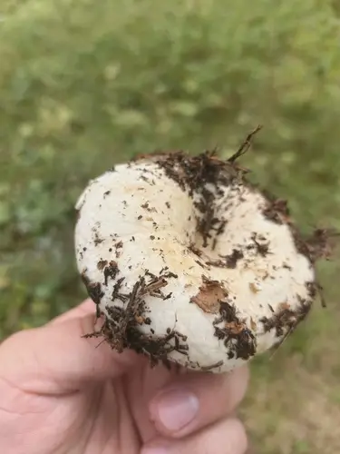 Milk White Brittlegill (Russula delica), photo