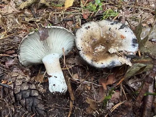 Crowded Brittlegill (Russula densifolia), photo