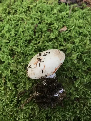 Red-And-Black Russula (Russula dissimulans), photo