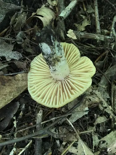 Russula earlei (Russula earlei), photo