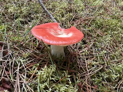 Sickener (Russula emetica), photo