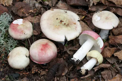Bleached Brittlegill (Russula exalbicans), photo