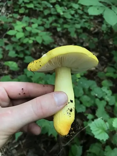 Russula flavida (Russula flavida), photo