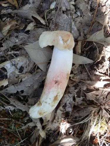 Russula flavisiccans (Russula flavisiccans), photo