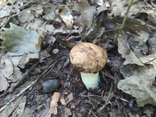 Foetid Russula (Russula foetens), photo