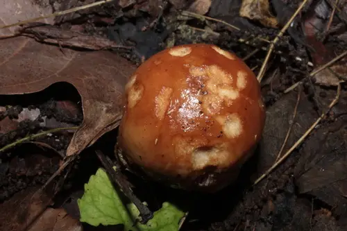 Russula foetentula (Russula foetentula), photo