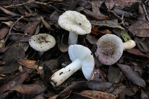Fragile Brittlegill (Russula fragilis), photo