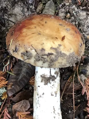 Almond-Scented Russula (Russula fragrantissima), photo