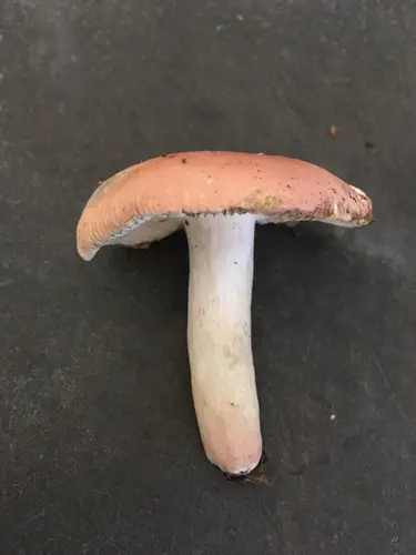 Russula fucosa (Russula fucosa), photo
