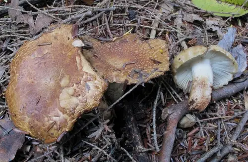 Russula granulata (Russula granulata), photo