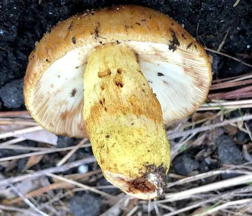 Almond-Scented Russula (Russula grata), photo