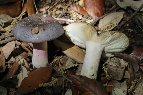 Russula grisea (Russula grisea), photo