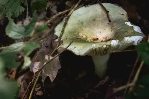 Greasy Green Brittlegill (Russula heterophylla), photo