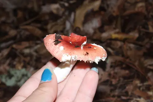 Russula humidicola (Russula humidicola), photo