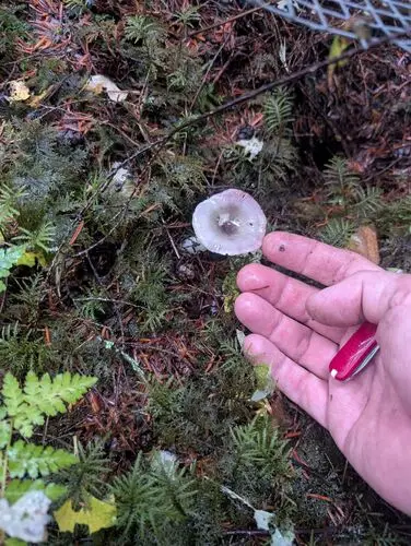 Russula hypofragilis (Russula hypofragilis), photo